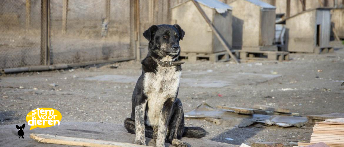 Help de achtergelaten dieren in Oekraïne
